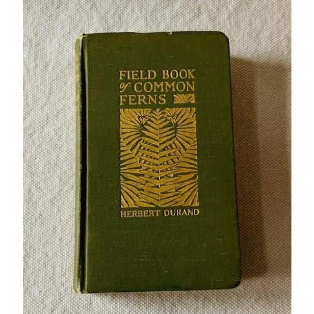 Antique Field Book of Common Ferns - 1928 First Edition For Sale - Image 13 of 14