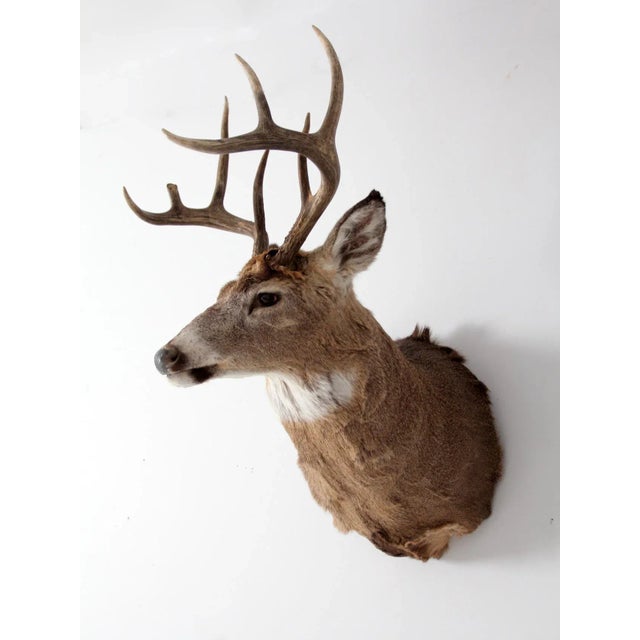 Antique Deer Mount For Sale - Image 4 of 10
