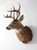 Antique Deer Mount For Sale - Image 4 of 10