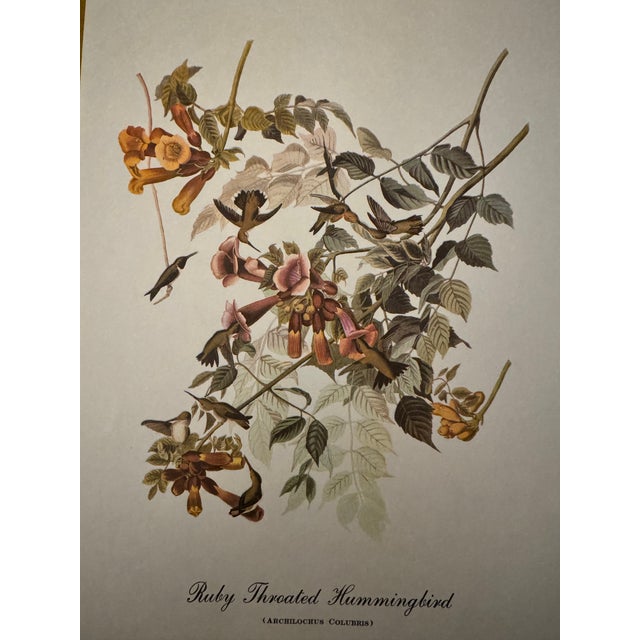 Vintage Audubon Style Ruby-Throated Hummingbird Print, Unframed For Sale - Image 6 of 7