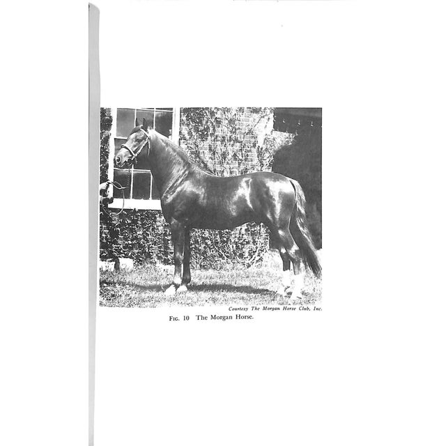 Paper "America's Riding Horses a Guide to All Breeds for the Amateur" 1958 Orcutt, Capt. Harry P., Orcutt, Ben Avis For Sale - Image 7 of 12