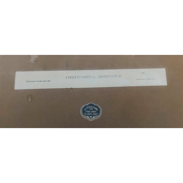 Antique Original J Gould H C Richter Hummingbird "Chrysuronia Josephinae" Framed Lithograph For Sale In Denver - Image 6 of 14