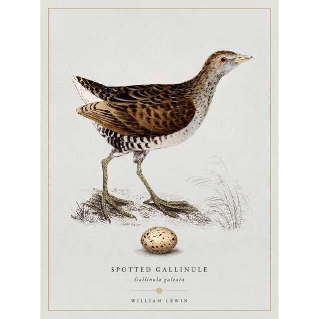 Boutique Archival William Lewin "Waterbirds & Waders" Prints - Set of 15 (8" X 10") For Sale - Image 15 of 18