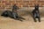 Late 19th Century J.W Fiske Iron Greyhound Dog Sculptures, Late 19th Century New York, a Pair For Sale - Image 5 of 12