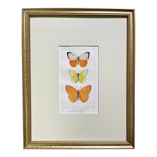 Antique Original French Butterfly Print Hand Color Paris 1835 by Lucas For Sale