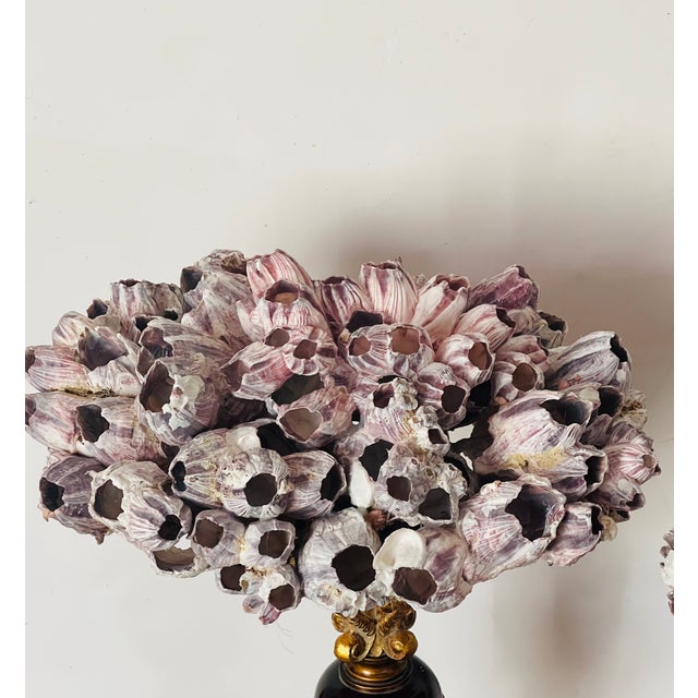 Contemporary 1970s Gorgeous Pair Sea Shell Barnacles on Stands Organic Modern For Sale - Image 3 of 5