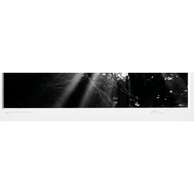 2000 - 2009 Cypress Tree Sunbeams - Black & White Landscape Photograph by Jeffrey Conley For Sale - Image 5 of 8