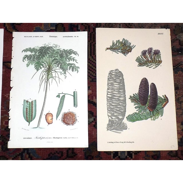 Realism Antique 19th Century Botanical Lithographs - Set of 3 For Sale - Image 3 of 5