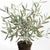 100% realistic a perfect copy of an olive tree. This dropin is a nomaintenance work of art. Complete with a grower, s pot,...