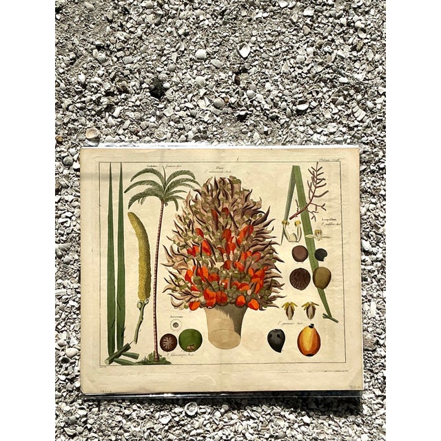 Cream Vintage Boho Botanical Engraving For Sale - Image 8 of 11