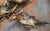 19th Century Chinoiserie Chinese Carved Giltwood Architectural Fragment With Birds and Pomegranates For Sale - Image 4 of 18