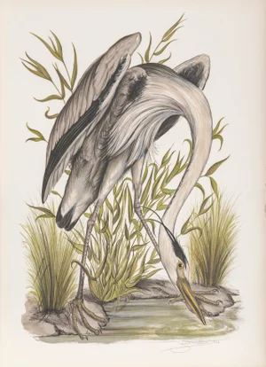 Jerome Trolliet, "Heron", Realist Bird Lithograph