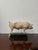 Vintage Painted Plaster Pig Models, Ministry of Agriculture, 1920s-1940s, Set of 2 For Sale - Image 6 of 7
