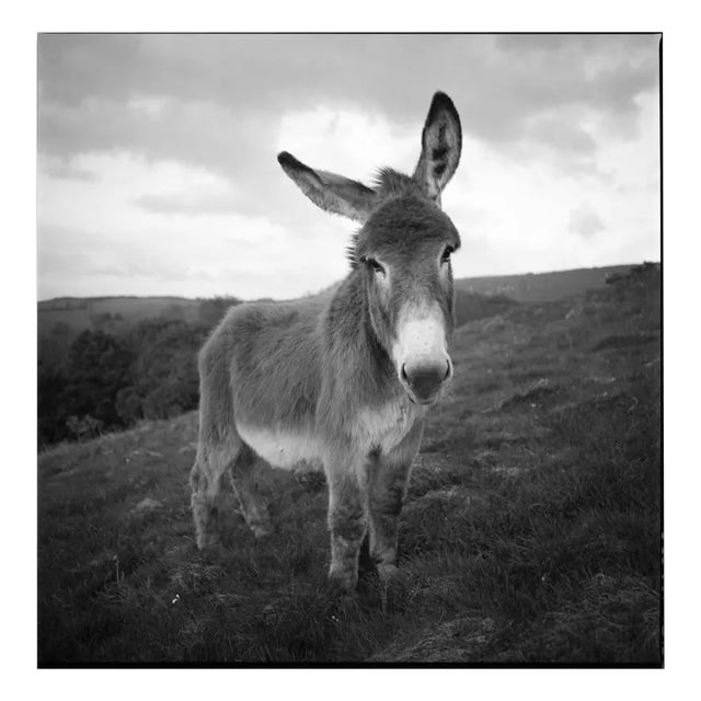 Paul Cooklin, Barnaby the Donkey, Silver Gelatin Photograph, Edition 2/10 For Sale