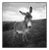 Paul Cooklin, Barnaby the Donkey, Silver Gelatin Photograph, Edition 2/10 For Sale