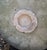 Sculpture Materials Mid-Century Cast Stone Birdbath For Sale - Image 7 of 7