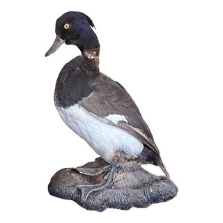 Vintage Taxidermy Ring Neck Duck on Wall or Standing Mount For Sale