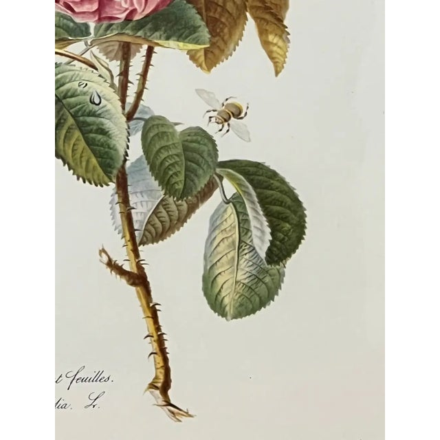 Vintage Botanical Rose Rosa Centifolia After Van Spaendonck Gilt Framed Print 1960's For Sale In New York - Image 6 of 13