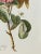 Vintage Botanical Rose Rosa Centifolia After Van Spaendonck Gilt Framed Print 1960's For Sale In New York - Image 6 of 13