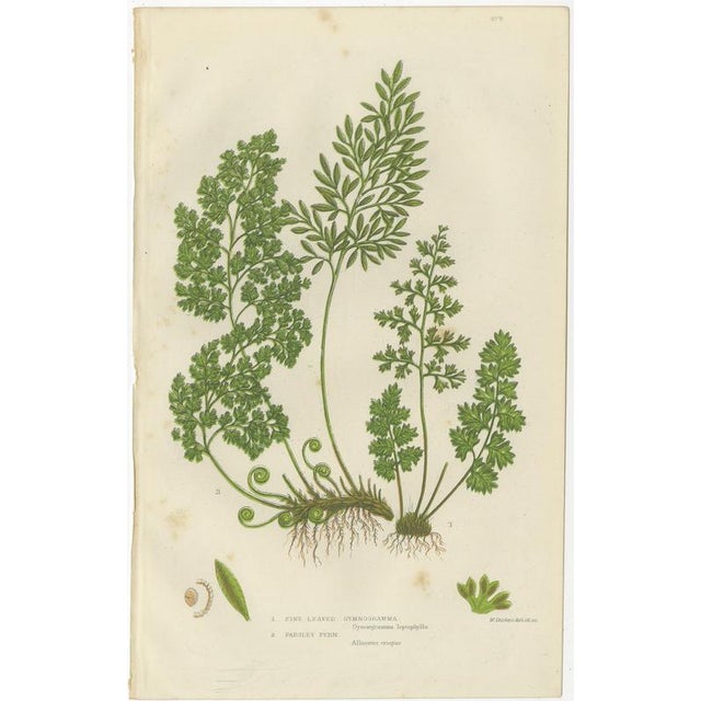 Anne Pratt, British Ferns, 1873, Paper, Set of 3 For Sale - Image 4 of 9