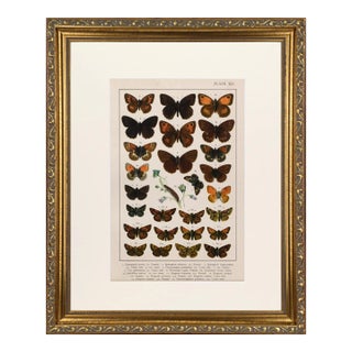 19th Century English Butterfly Print by Kappel and Kirby C. 1895 For Sale