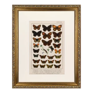 19th Century English Butterfly Print by Kappel and Kirby C. 1895
