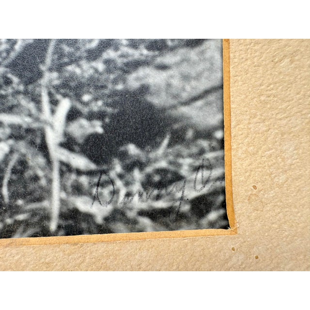 Mid-Century Modern Vintage Bighorn Ram Wildlife Photograph Framed Black & White Mountain Photo For Sale - Image 3 of 11
