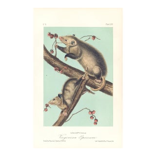 1851 Audubon Quadruped Octavo Lithograph "Plate 66 Virginian Opossum" For Sale