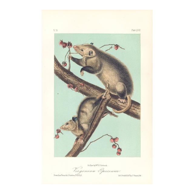 1851 Audubon Quadruped Octavo Lithograph "Plate 66 Virginian Opossum" For Sale
