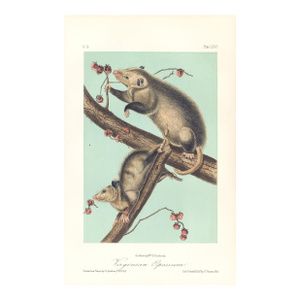 1851 Audubon Quadruped Octavo Lithograph "Plate 66 Virginian Opossum"