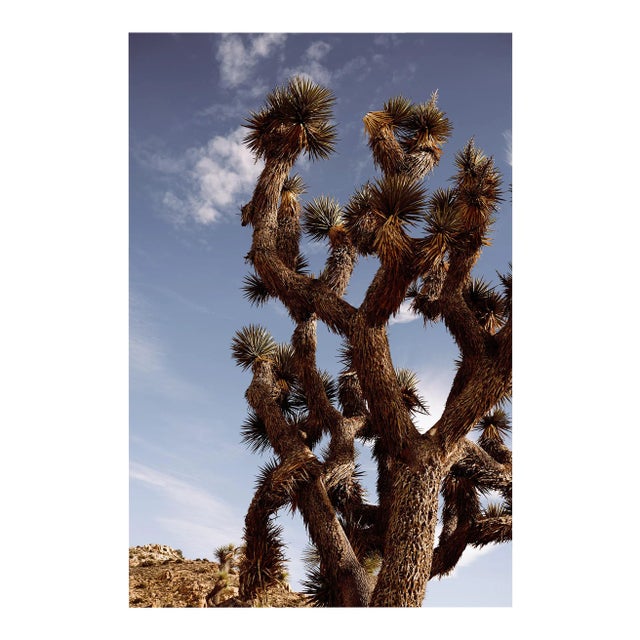 Joshua Tree Desert Photograph - 24" X 36" For Sale