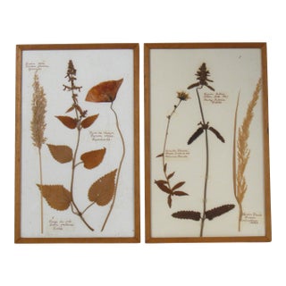 Vintage French Herbariums, Set/2 For Sale