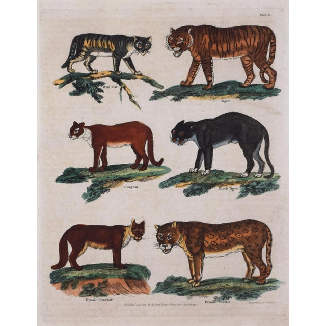 Traditional 19th Century Antique Hand Colored Engraving of Large Wild Cats- Tiger, Panther, Cougar For Sale - Image 3 of 4