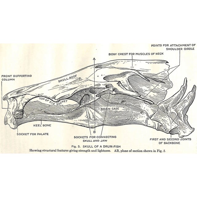 Paper "Fishes of the Vicinity of New York City" 1918 Nichols, John Treadwell For Sale - Image 7 of 9