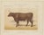 Olivier De Penne, Devon Ox, British Cattle, 1863, Chromolithograph For Sale - Image 3 of 9