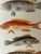 Vintage zoological chromolithograph of fishes in black frame.