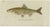C. Von Meidinger, Cyprinus Nasus, 1785, Print For Sale - Image 6 of 6