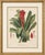 Paper After De Vriese, Botanical Plate of Billbergia Thyrsoidea, 1856, Lithograph For Sale - Image 7 of 9