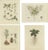 Jacquin, Various Plants, 1790, Set of 4 For Sale - Image 6 of 6