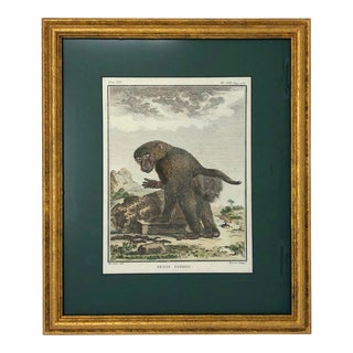 Hand Colored Baboon Etching by Jacques Baron Entitled "Petit Papion" C.1771, Framed For Sale