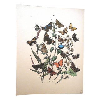 Antique Butterflies/Moths Lithograph Print For Sale