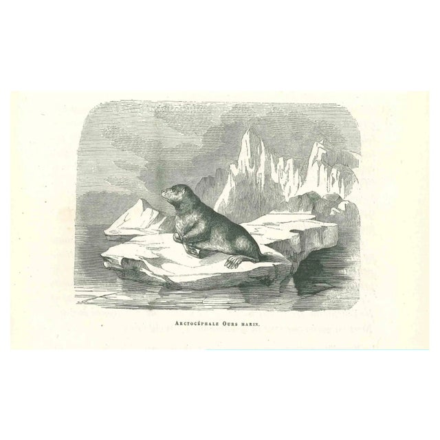 Paul Gervais, The Seal, Original Lithograph, 1854 For Sale