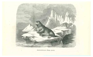 Paul Gervais, The Seal, Original Lithograph, 1854