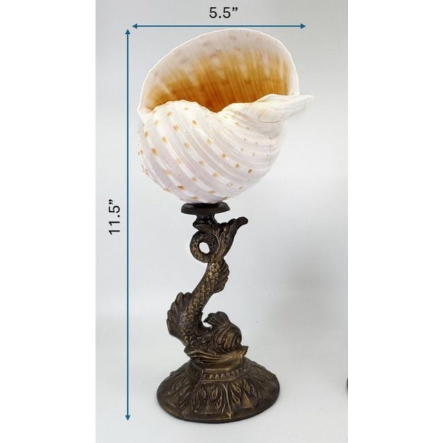 Sculpture Pair Antique Shells For Sale - Image 9 of 14