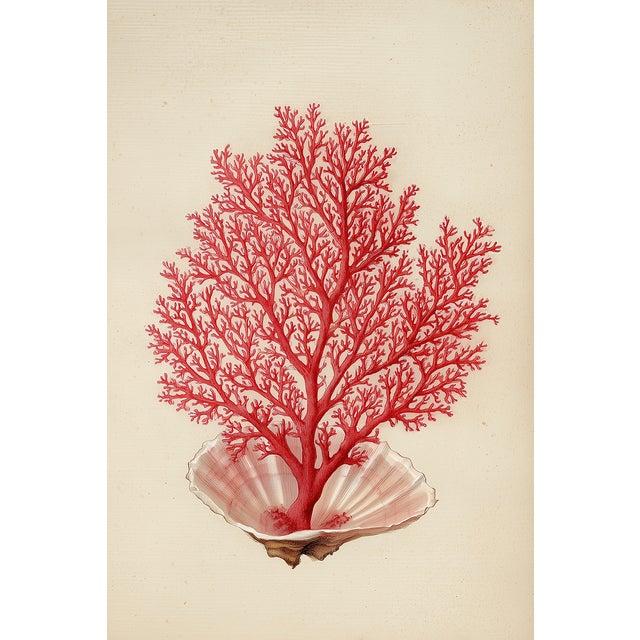 This museum-quality fine art print presents a striking natural history illustration of branching red coral emerging from...