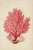 This museum-quality fine art print presents a striking natural history illustration of branching red coral emerging from...