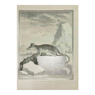 Jean Charles Baquoy, Le Sarigue, Etching, 1771 For Sale