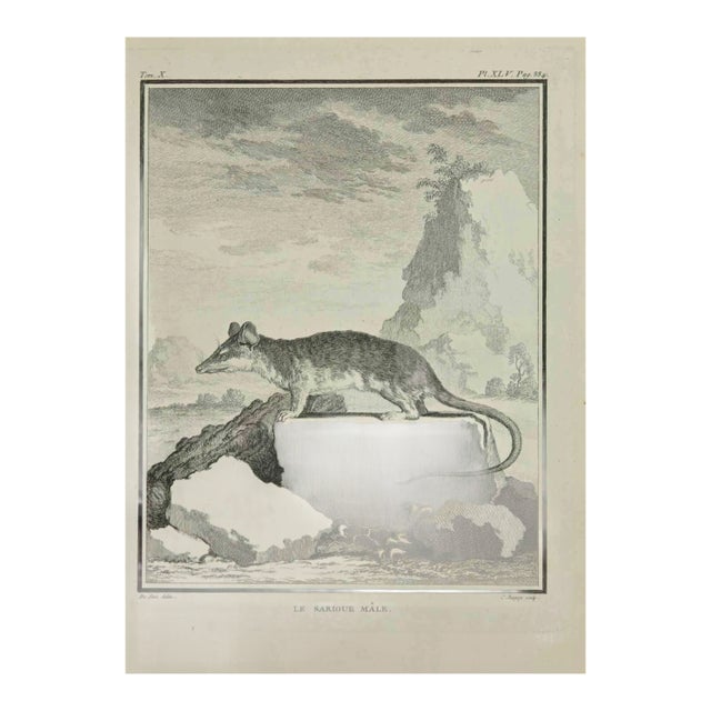 Jean Charles Baquoy, Le Sarigue, Etching, 1771 For Sale