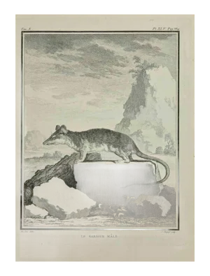 Jean Charles Baquoy, Le Sarigue, Etching, 1771