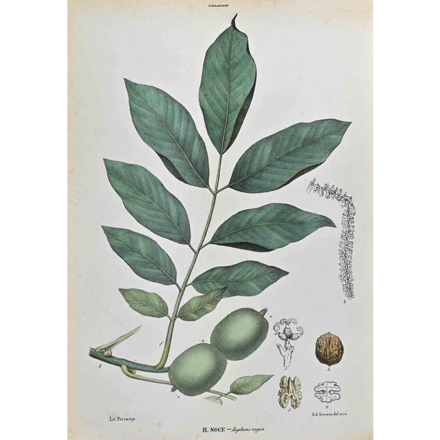 Vincenzo Tenore, The Iuglandians, Lithograph, 1870s For Sale